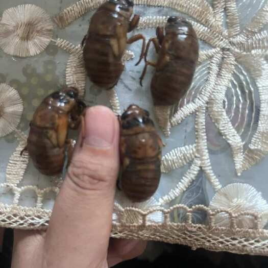 蒙阴县山东临沂蒙阴金蝉鲜活禽畜肉蛋虫类特产，欢迎各大老板询价