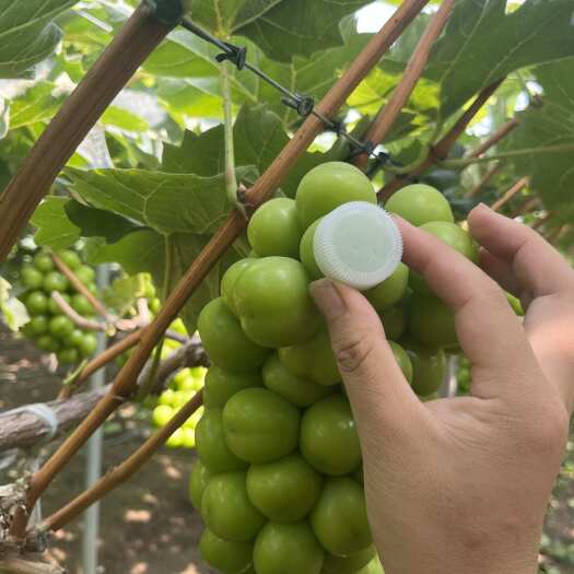 新沂市阳光玫瑰高质量中上等货5-8，商超市，外贸档口抄货可来