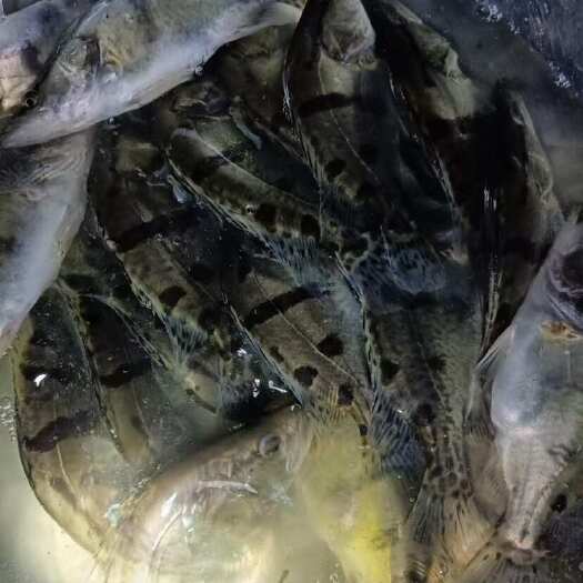 横州市出售靓货鳜鱼苗 一斤100尾左右产地优惠价直接发货