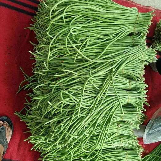 长阳县高山豇豆大量上市。欢迎大家选购