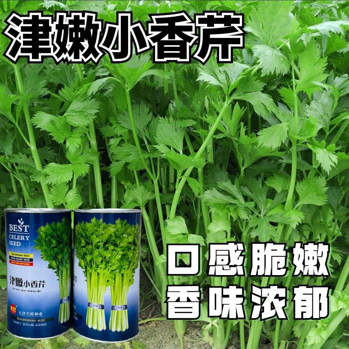 津嫩小香芹种子速生早熟纤维少口感佳基地种植芹菜种籽高产抗病