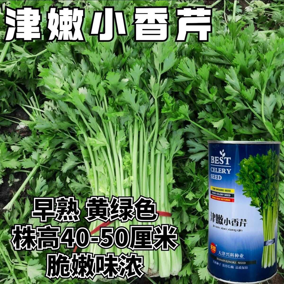 津嫩小香芹种子速生早熟纤维少口感佳基地种植芹菜种籽高产抗病