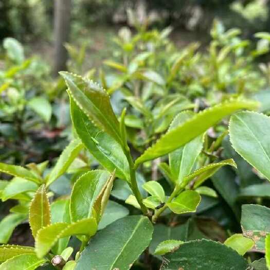 丰顺县自家茶园，自产自销高山绿茶 云雾茶柴火手工炒茶，广东省内包邮