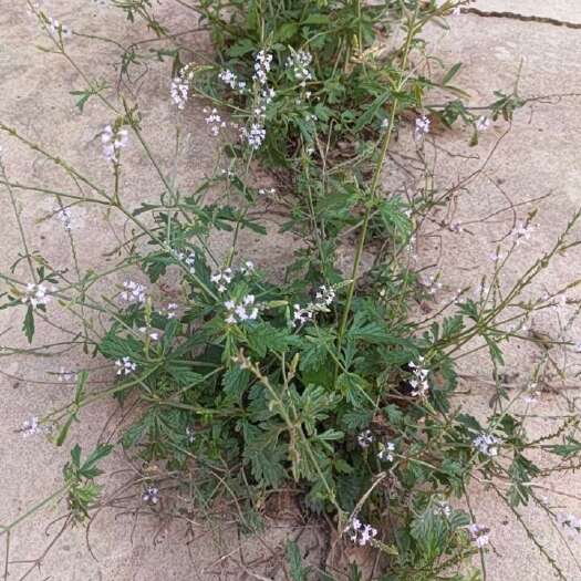 丽江马鞭草