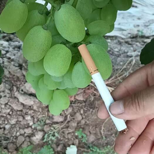 大荔县维多利亚青提葡萄价格不高需要联系我！