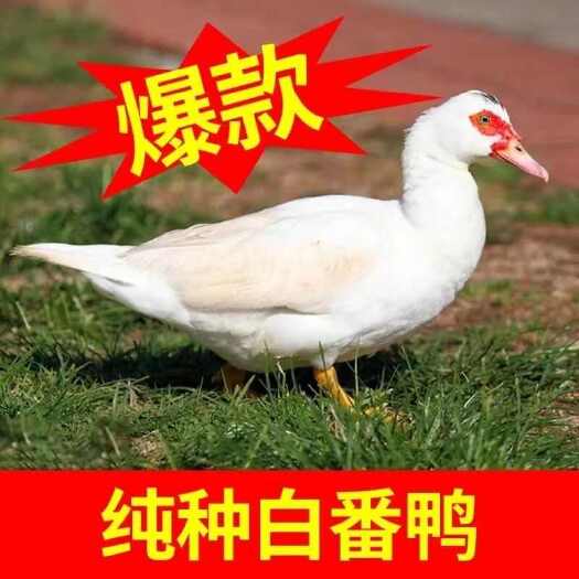 建湖县(现货)大种白番鸭苗 成年可长15 斤包技术包防疫包路损。