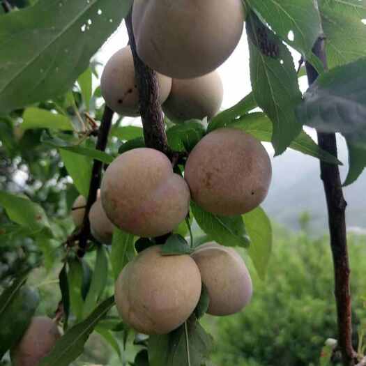 桃源县湖南常德桃源三华李 新鲜水果核果仁果类 李子批发