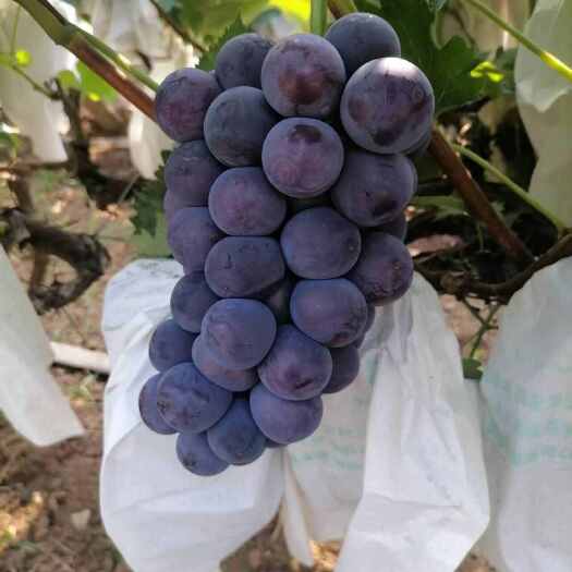 洛阳葡萄产地，有京亚、辽峰、夏黑...品种多，质量高，价格优