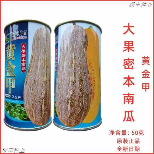 三明黄金甲 大果密本南瓜种子大蜜本南瓜肉质橙红细腻产量高南瓜种籽
