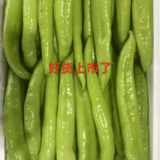 天镇县尖椒