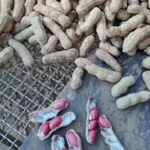 开封开封大白沙  四粒红花生