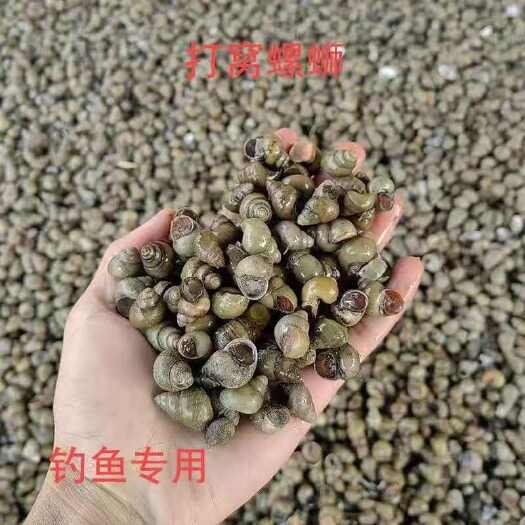 仙桃市钓鱼螺