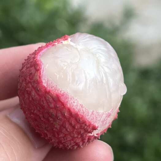 闽侯县福州闽侯元红荔枝