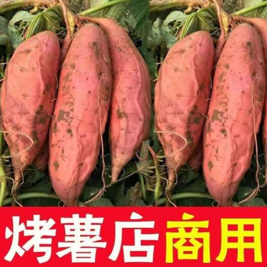 霸州市唐山烟薯25流油流蜜