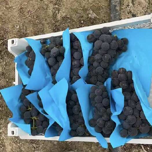 慈溪市大量出售巨峰葡萄 新鲜水果 浙江宁波慈溪观海卫镇产地直发