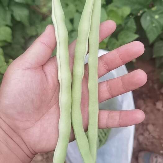 白豆王