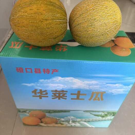磴口县内蒙古磴口县特产华莱士蜜瓜 每日现摘 新鲜直发
