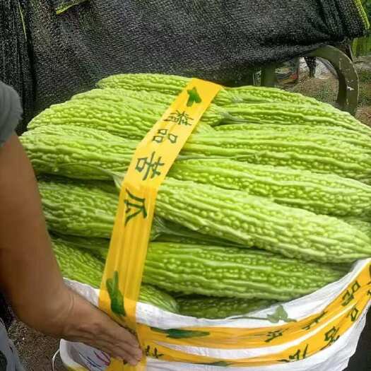 长阳县高山青白苦瓜大量上市。保质保量交货。欢迎大家订购
