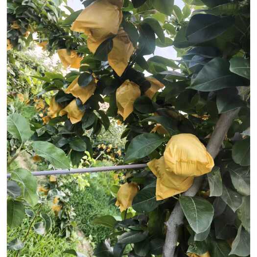 睢宁县优质套袋翠冠梨