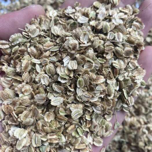 亳州白芷 新货两年白芷种子 一手货源 亳州直发 包出芽率 包回收