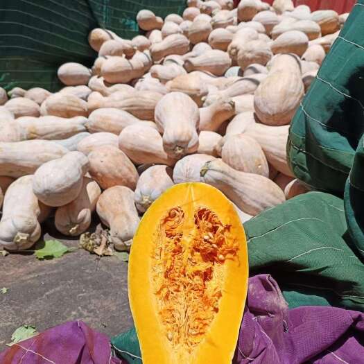 宜城市湖北襄阳宜城蜜本南瓜 新鲜蔬菜瓜果批发
