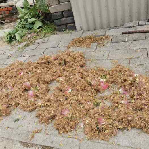 滦南县自家晾合欢花
