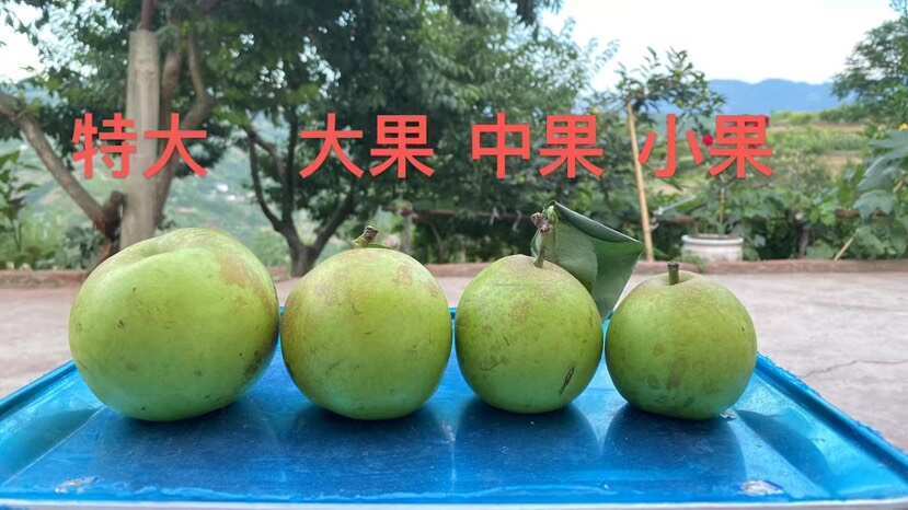 巫山梨 子家种植，无任何农药