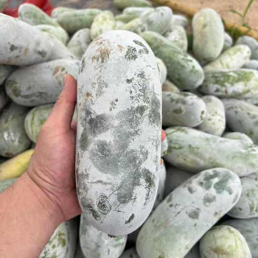 德州大量精品小冬瓜陆续上市，有想法的看过来！！！