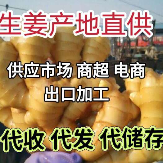 莒县精品大黄姜产地直销 生姜产地对接市场 电商 商超 出口