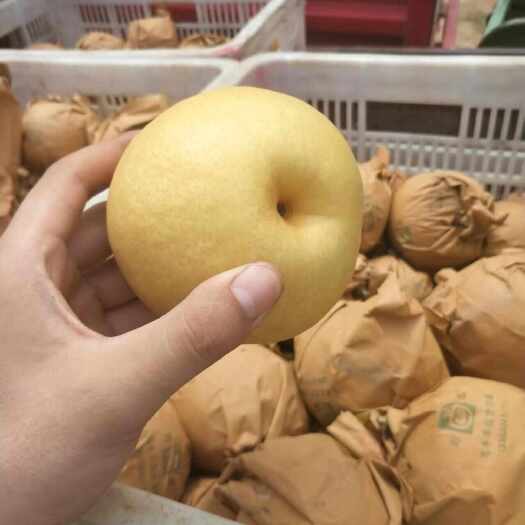 莱西市圆黄梨 大量圆黄梨主产区莱西市产区 脆甜