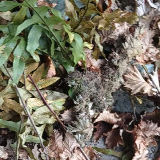 靖州县槲蕨