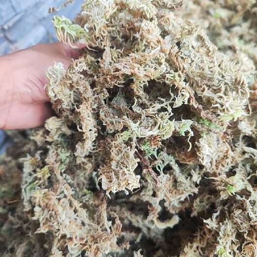 峨边县四川峨边干水苔 农资农机农用百货栽培基质