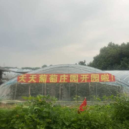 北京葡萄园果园转让或出租，15亩成熟园区，品种多，固定客源