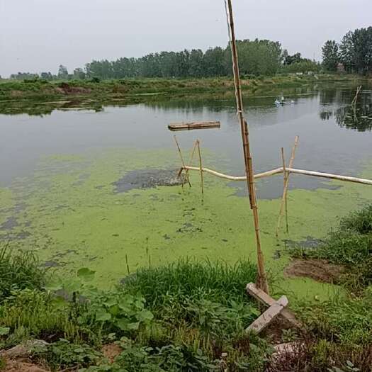郯城县花鲢鱼苗五百斤起卖塘口自提，不包邮
