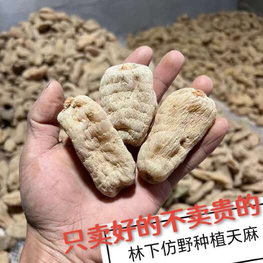 宜昌干天麻产地直发正品无熏硫种植大户价格非云南天麻