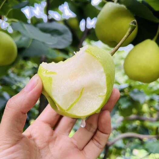 米易县攀枝花迷梨（不分梨）