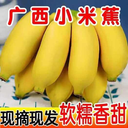 上林县【当天摘】广西小米蕉当季新鲜水果皇帝蕉鸡蕉香蕉苹果蕉批发