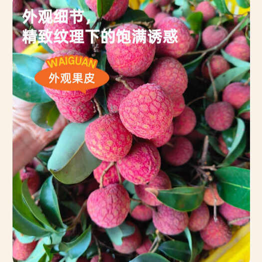 【冷链空运】广东从化温泉双壳槐枝荔枝晚熟爽甜多汁中核新鲜现摘