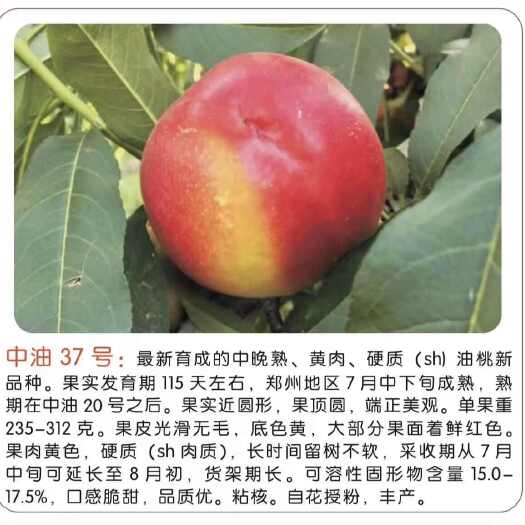 砀山县中油37油桃桃树苗