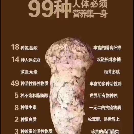 四川雅江松茸 新鲜食用菌类  直达全国   源自松茸之乡