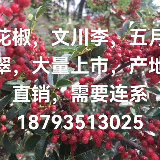 汉源县汉源花椒，文川李