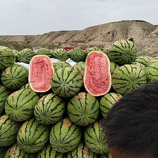 靖远县金花西瓜