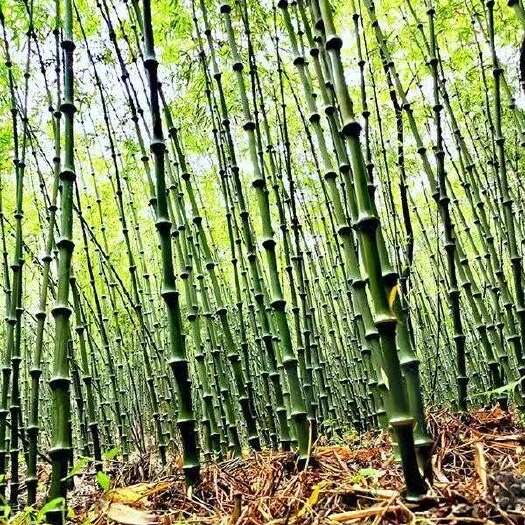 大关县筇竹（手续齐，全包上车）