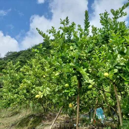 郁南县广东香水柠檬