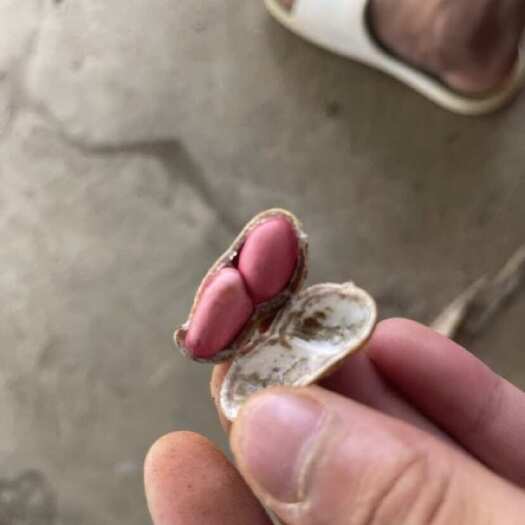 柳城县柳州包送有鲜花生，自种自卖需要联系我155，78208380