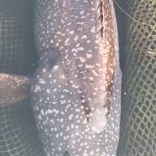 琼海市龙趸+30