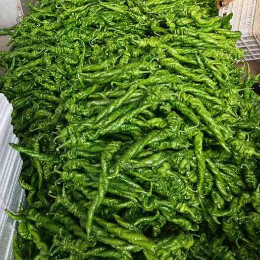 代县精品龙椒