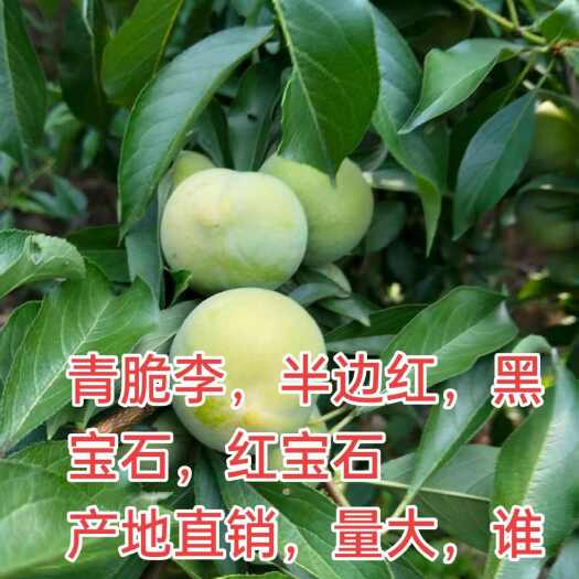 内乡县青脆李，半边红，黑宝石，红宝石，产地直销，需要的联系