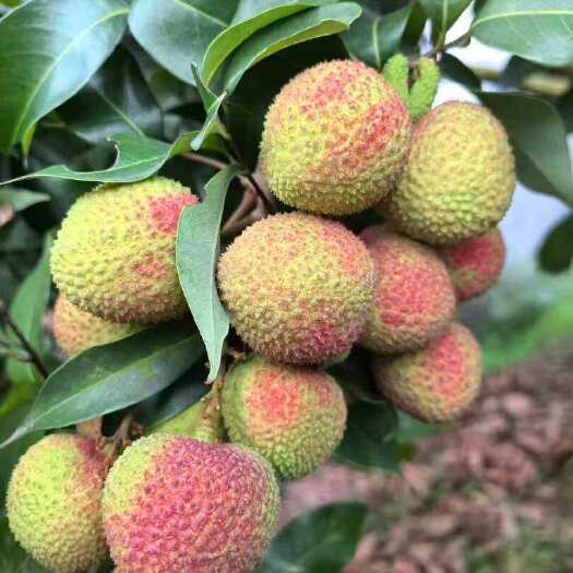 合江县荔枝
