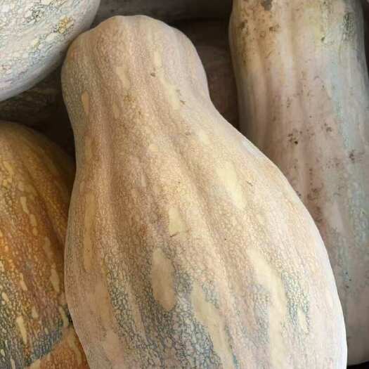 重庆市南瓜